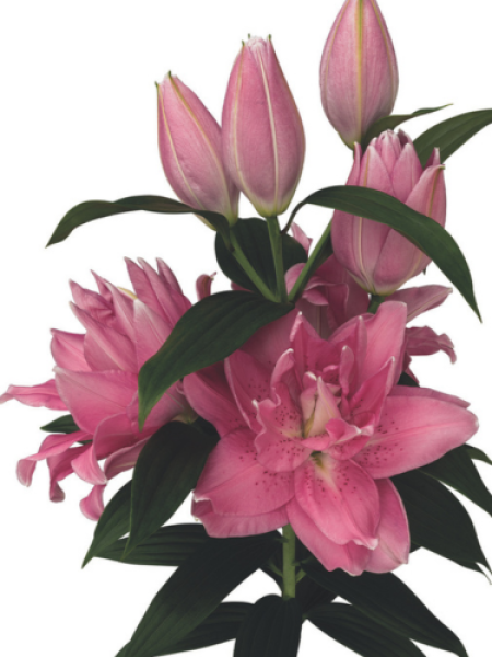 Lily 'Double Dutch Fluoriet'
