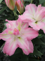 Lily Lucky Angel