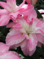 Lily Lucky Angel