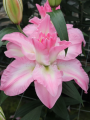 Lily Lucky Angel