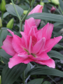 Lily Double Dutch Jewel