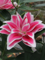 Lily 'Double Dutch Kiss'