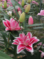 Double Dutch Kiss Lily