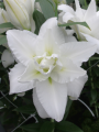 Lily 'Double Dutch Marble'