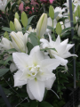 Double Dutch Marble Lily