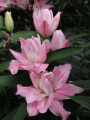 Lily 'Fiorentina'