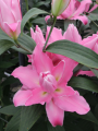 Double Oriental Lily Concorde