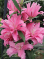 Double Oriental Lily Concorde