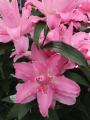 Double Oriental Lily Concorde