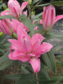 Double Oriental Lily Concorde