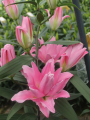 Double Oriental Lily Concorde