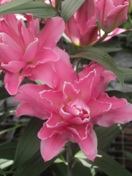Lily 'Concorde'