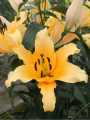 Lily 'Kruyf'