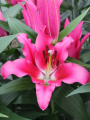 Lily 'Astrova'