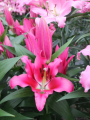 Oriental Lily Astrova