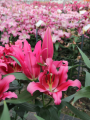 Pink Oriental Lily