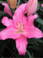 Ibiza Scented Oriental Lily