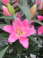 Ibiza Oriental Lily