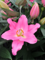 Ibiza Oriental Lily