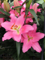 Ibiza Oriental scented Lily
