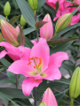 STUNNING IBIZA LILY
