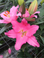 Ibiza Oriental Lily