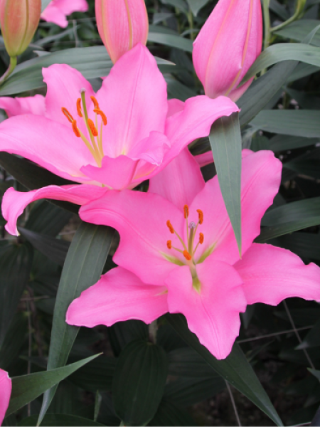 Lily 'Ibiza'