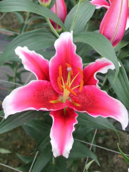 Lily 'King Soloman'