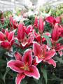 Oriental Lilies Qwic