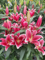 Qwic Lily