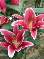 Qwic Lily