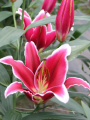 Qwic Lily