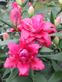 Deep Pink Double Oriental Lily Jamala
