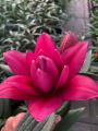 Deep Pink Double Oriental Lily Jamala