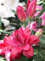Double Oriental Lily Jamala