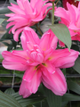 Pink Double Oriental Lucky Queen