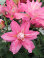 Lily 'Lucky Queen'