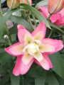 Scented Double Oriental Lucky Queen