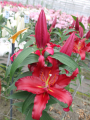 Oriental Lily Scorpio