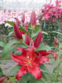 Lilium Scorpio