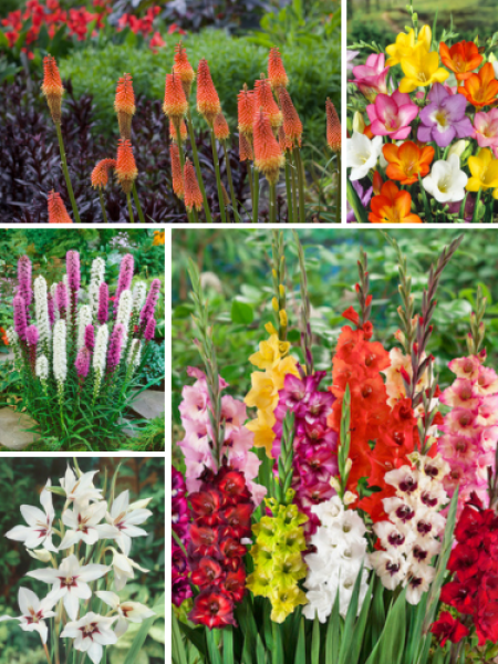 Pollinator-friendly Summer Bulb Collection