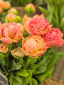 Tulip 'Taiwan'