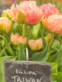 Tulipa Taiwan