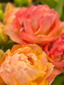 Taiwan Tulip