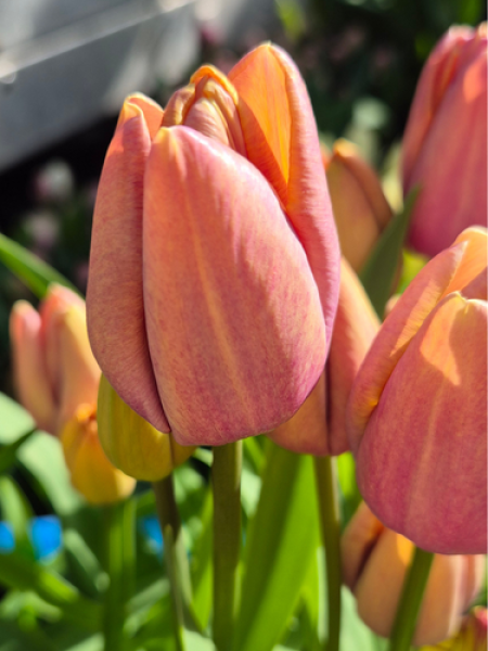 Tulip 'Blue Heaven'