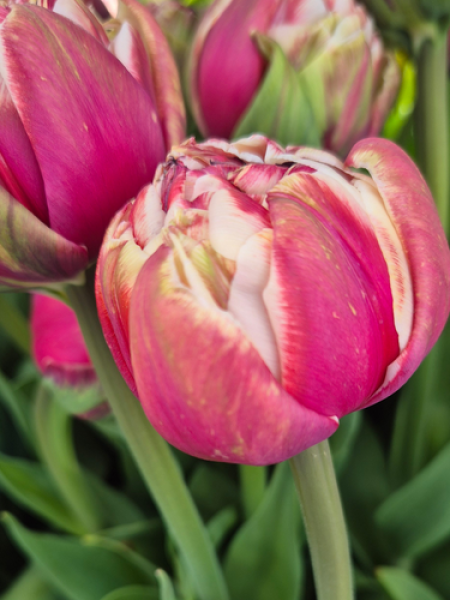 Tulip 'Sarana'