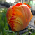Tulip 'Flower Power'