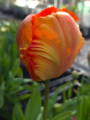 Tulip 'Flower Power'