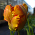 Tulip 'Flower Power'