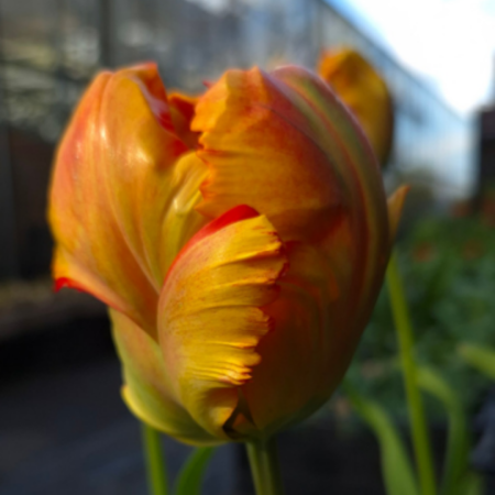 Tulip 'Flower Power'